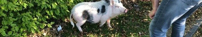 200422 Entlaufenes Schwein
